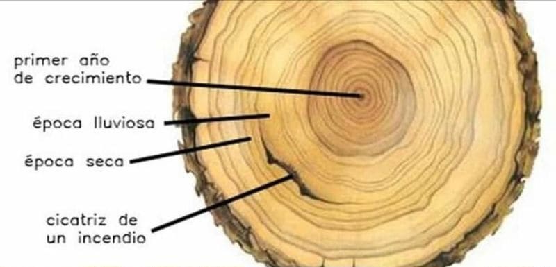 _Innovación en el mecanizado de la madera- Descubre la Dendroclimatología-1